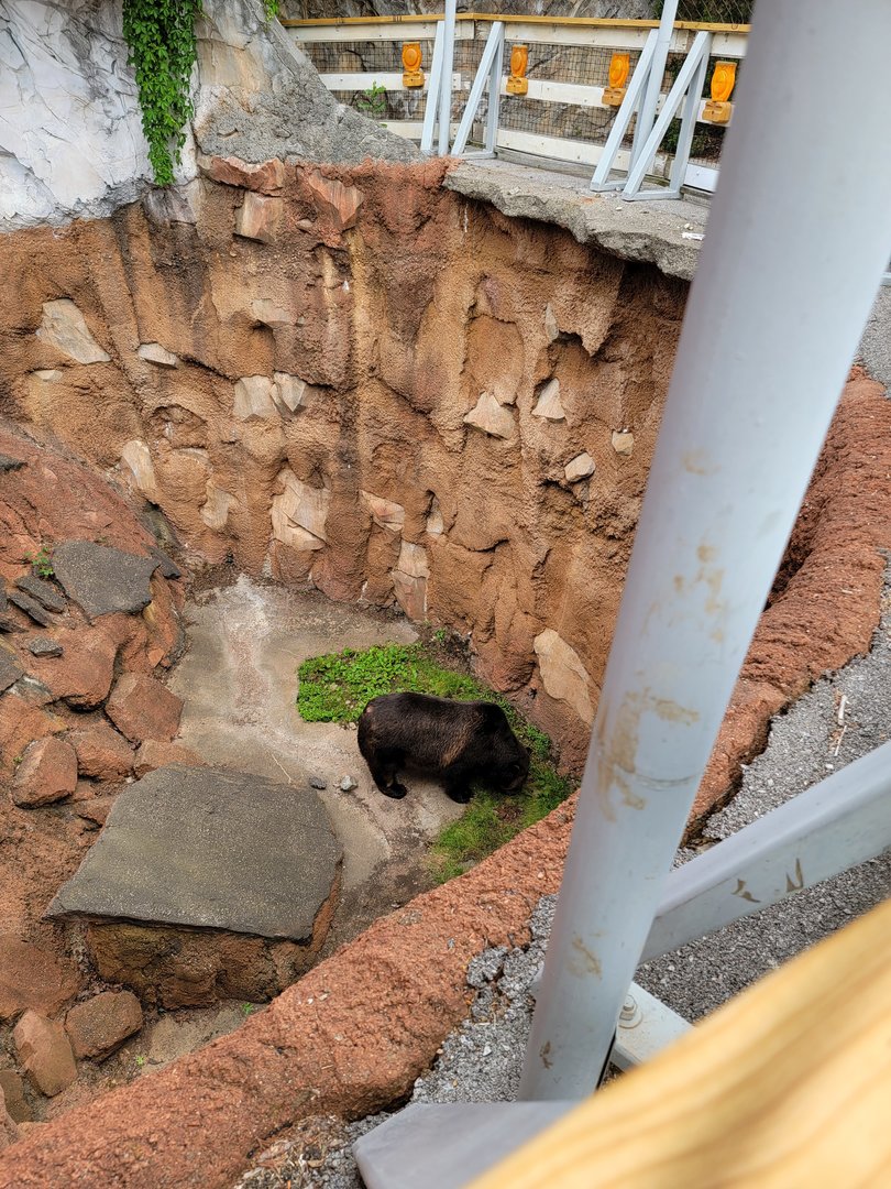 Louisville 5/22 - Glacier Run, polar bear / brown bear exhibit