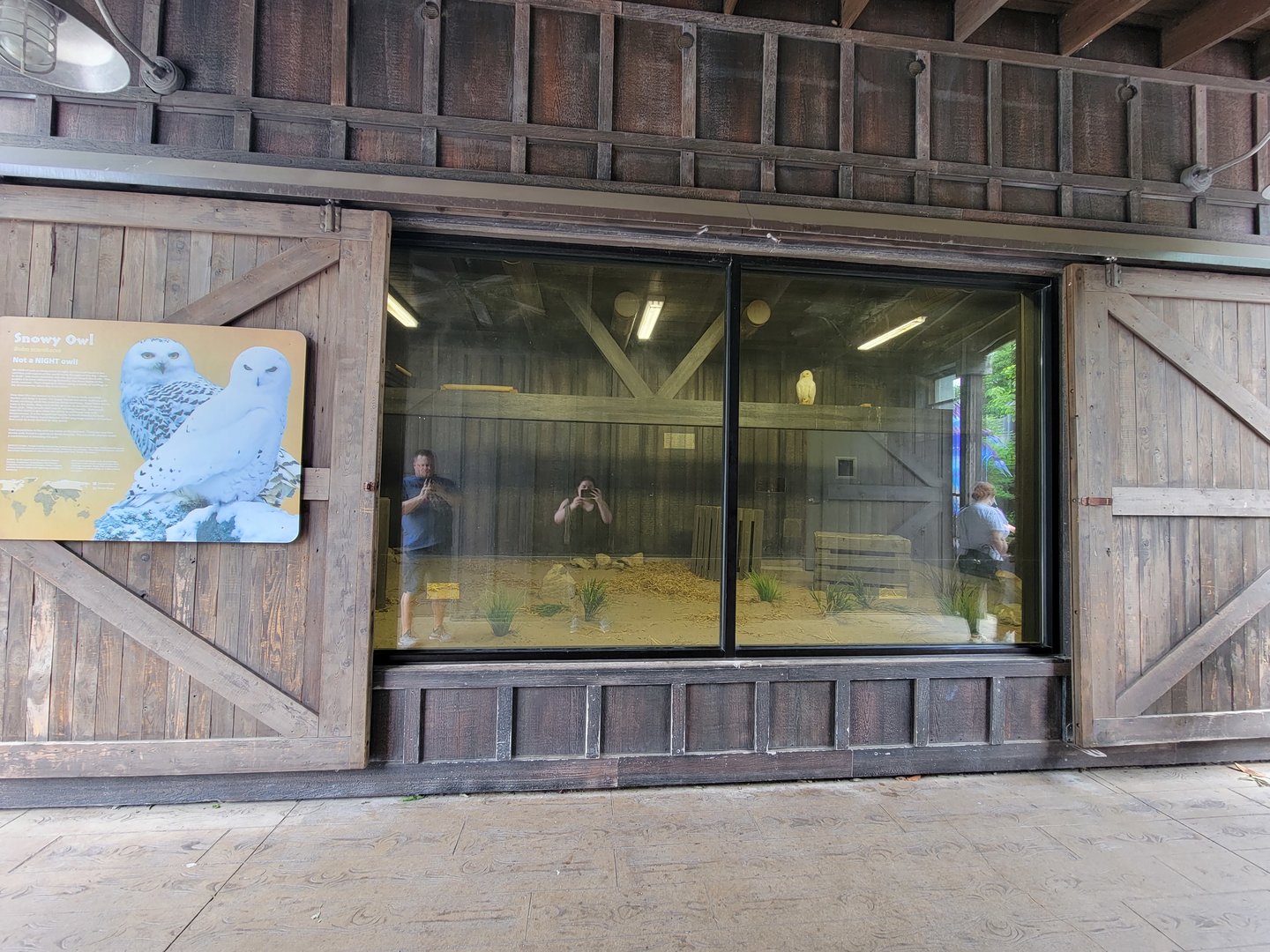 Louisville 5/22 - Glacier Run, Snowy owl