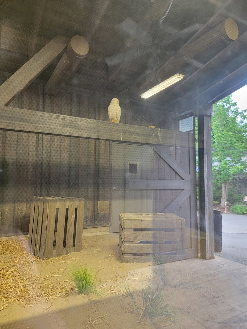 Louisville 5/22 - Glacier Run, Snowy owl