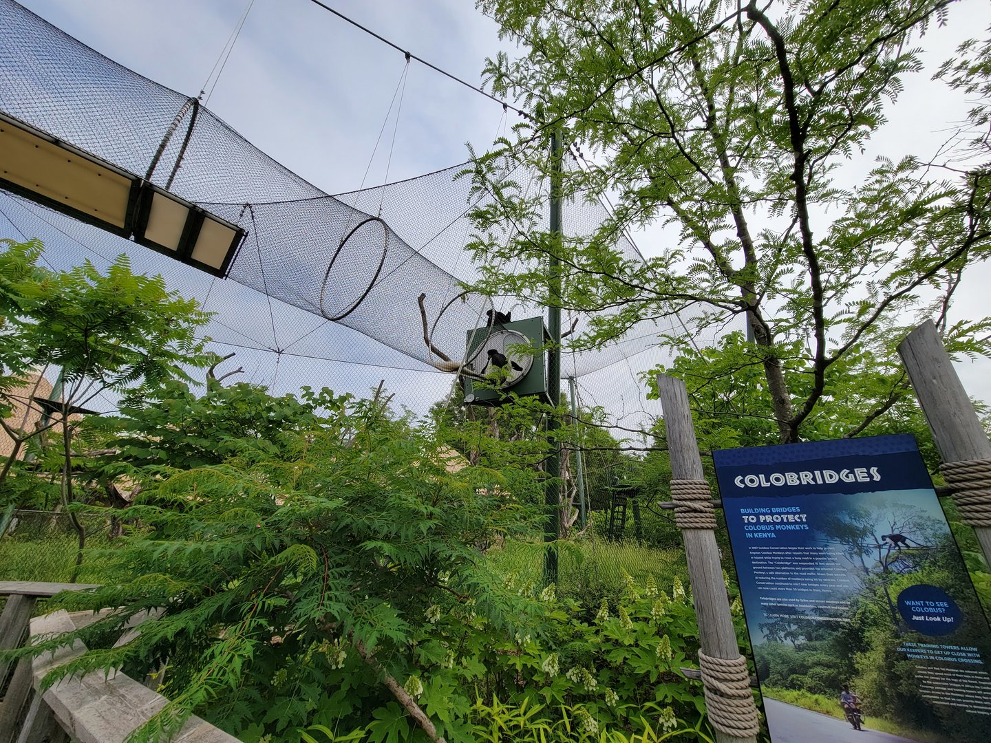 Louisville 5/22 - Guereza Colobus / Schmidt's red-tailed monkey, Colobuses playing