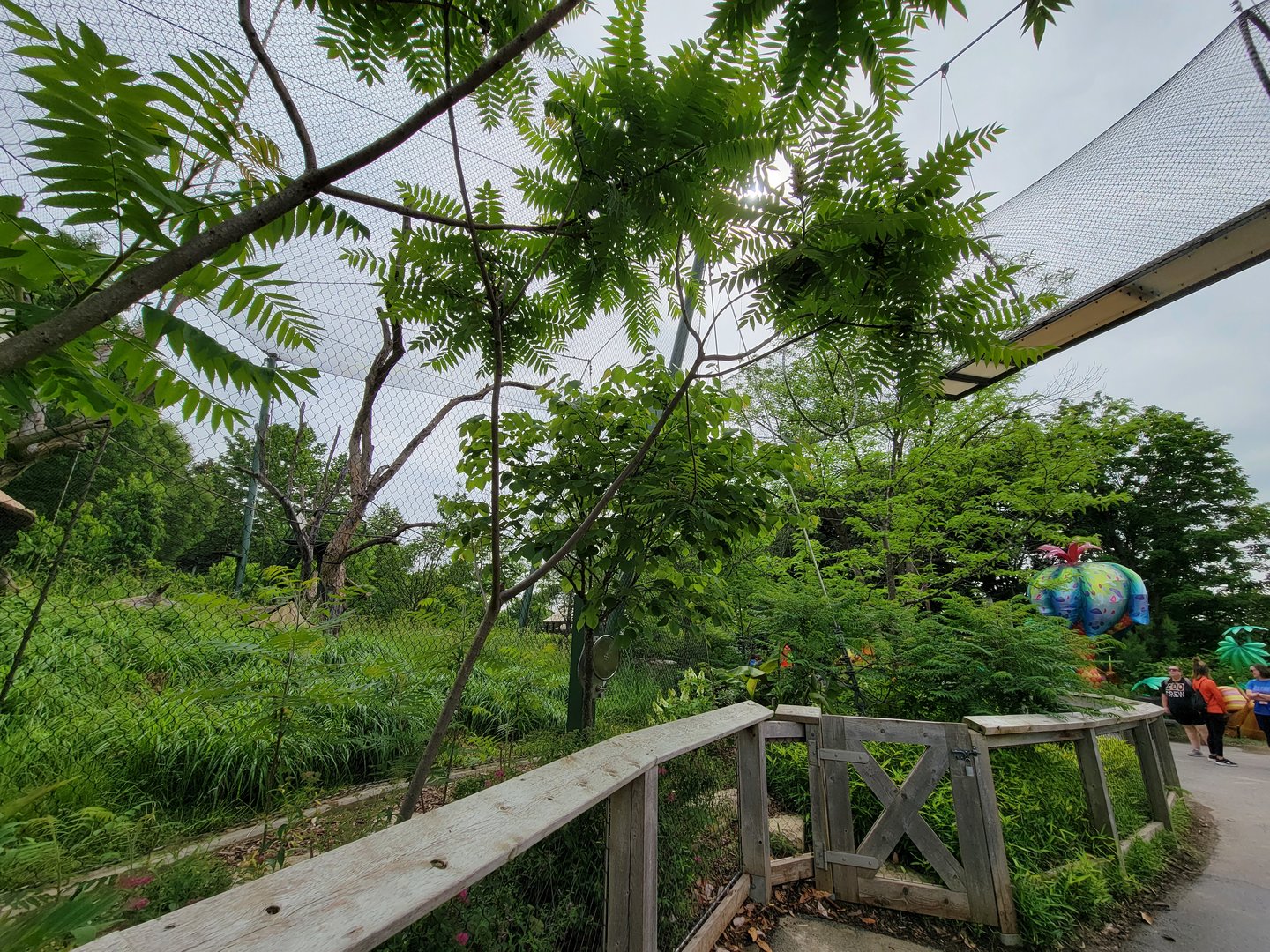 Louisville 5/22 - Guereza Colobus / Schmidt's red-tailed monkey exhibit and paths