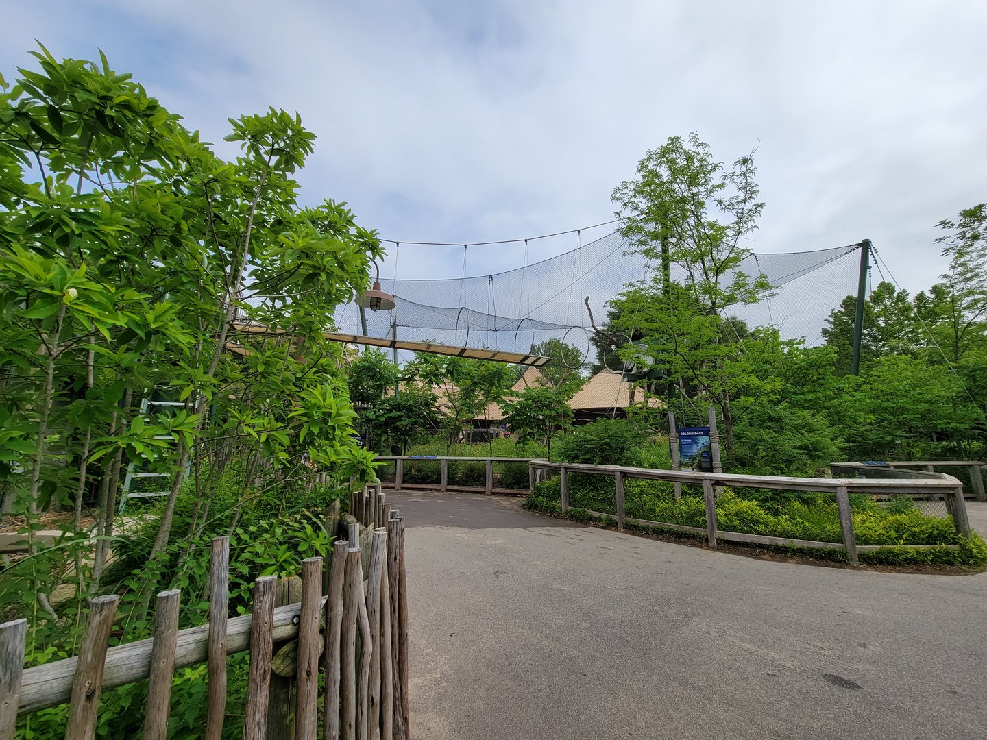 Louisville 5/22 - Guereza Colobus / Schmidt's red-tailed monkey, from other side