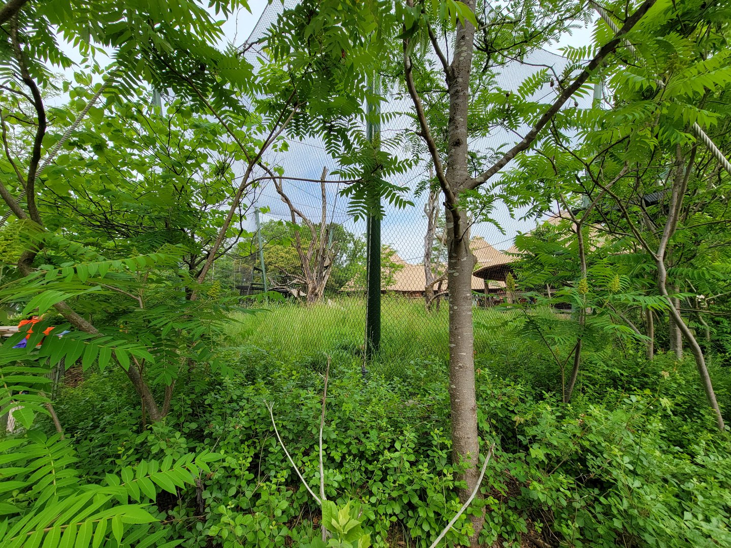Louisville 5/22 - Guereza Colobus / Schmidt's red-tailed monkey