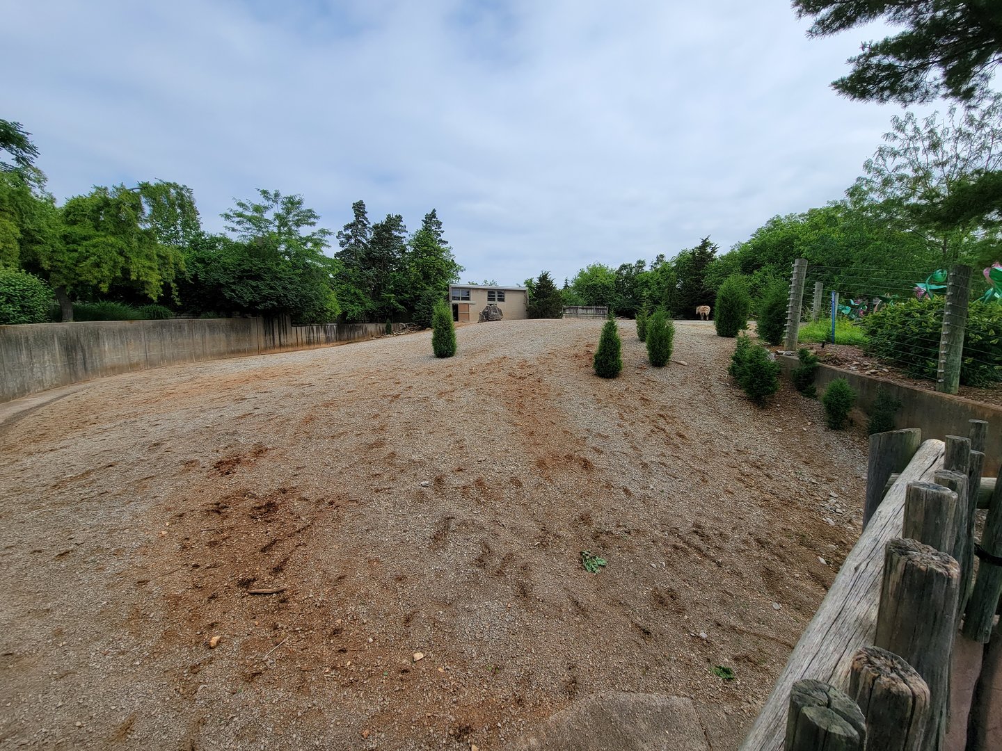 Louisville 5/22 - Hartmann's Mountain Zebra