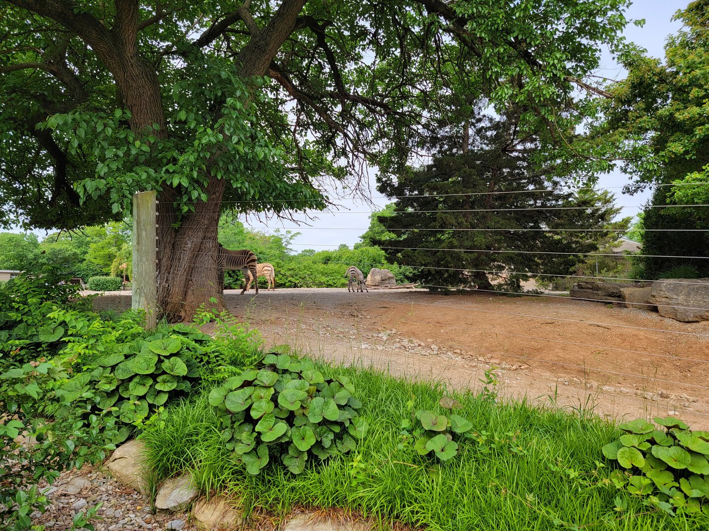 Louisville 5/22 - Hartmann's Mountain Zebra