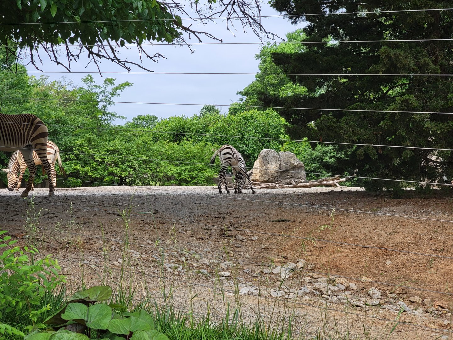 Louisville 5/22 - Hartmann's Mountain Zebra