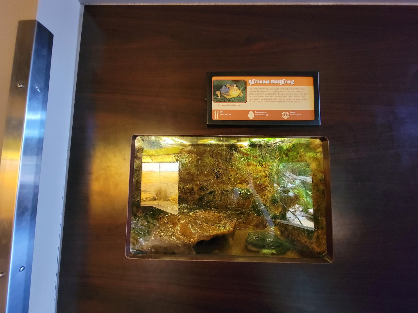 Louisville 5/22 - Herpaquarium, African bullfrog