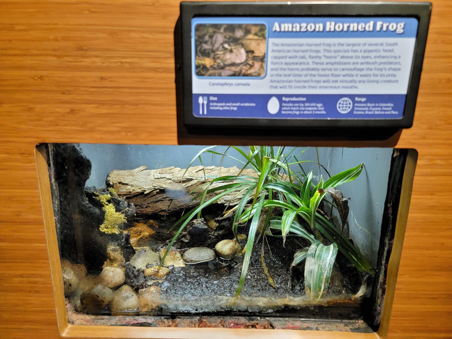 Louisville 5/22 - Herpaquarium, Amazon horned frog