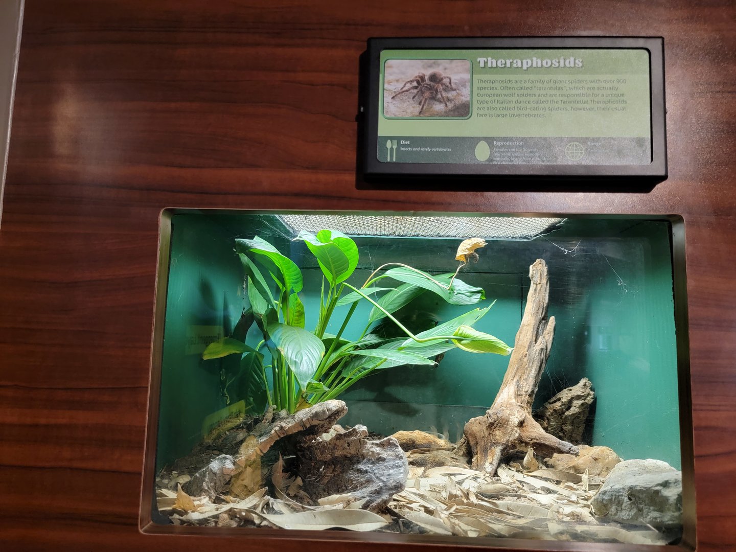 Louisville 5/22 - Herpaquarium, another unspecified bird-eating spider