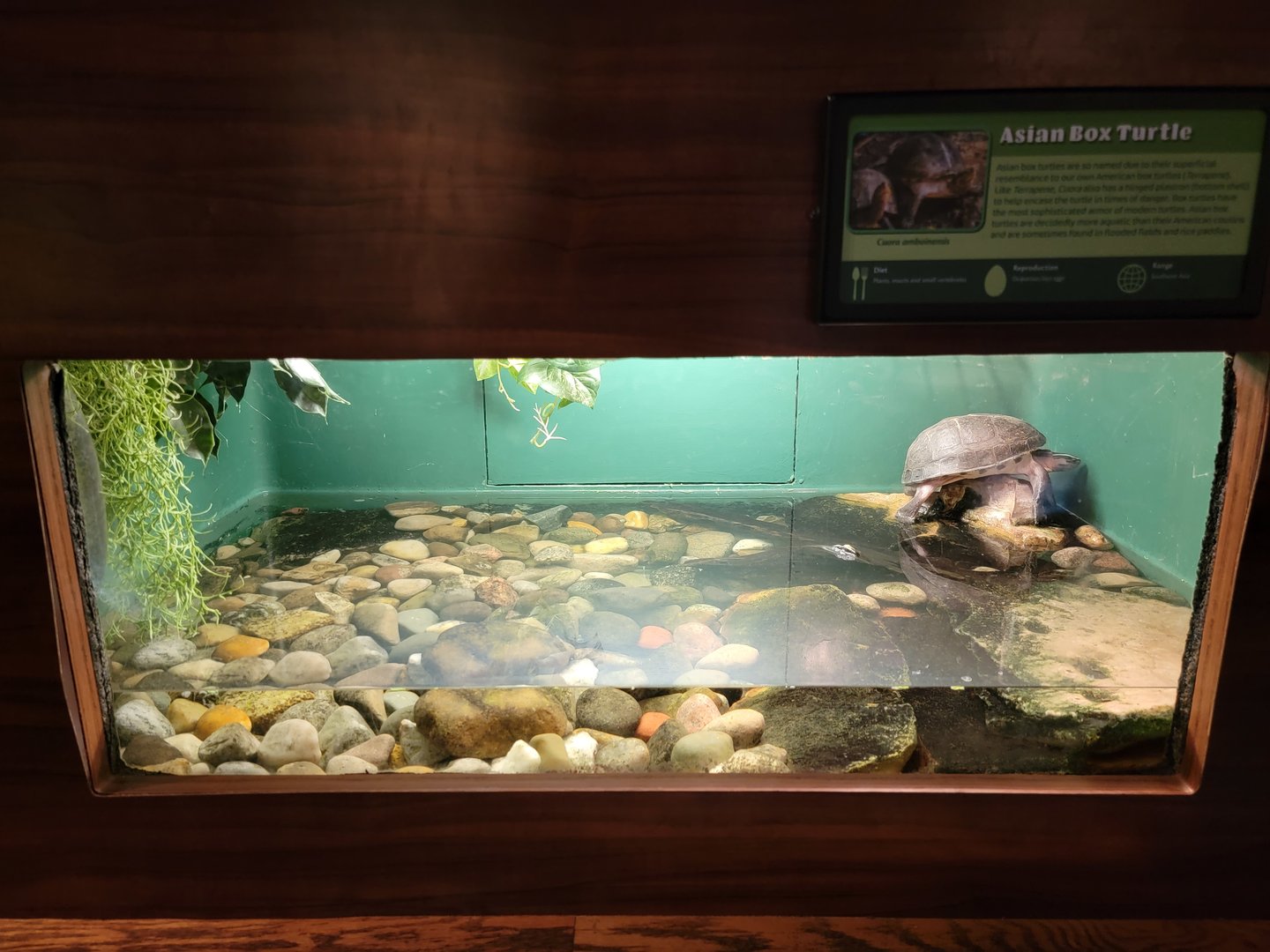 Louisville 5/22 - Herpaquarium, Asian box turtle
