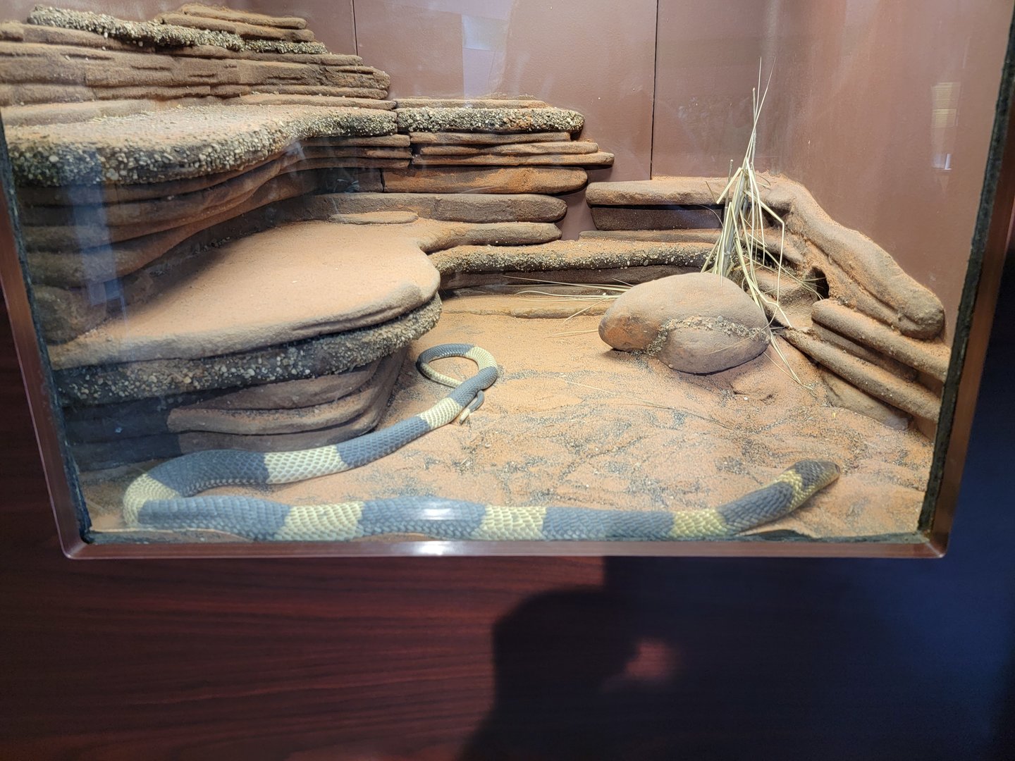 Louisville 5/22 - Herpaquarium, banded Egyptian cobra