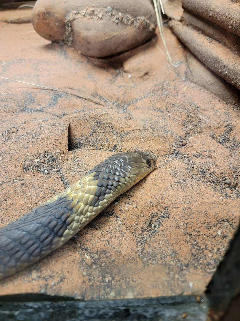 Louisville 5/22 - Herpaquarium, banded Egytian cobra