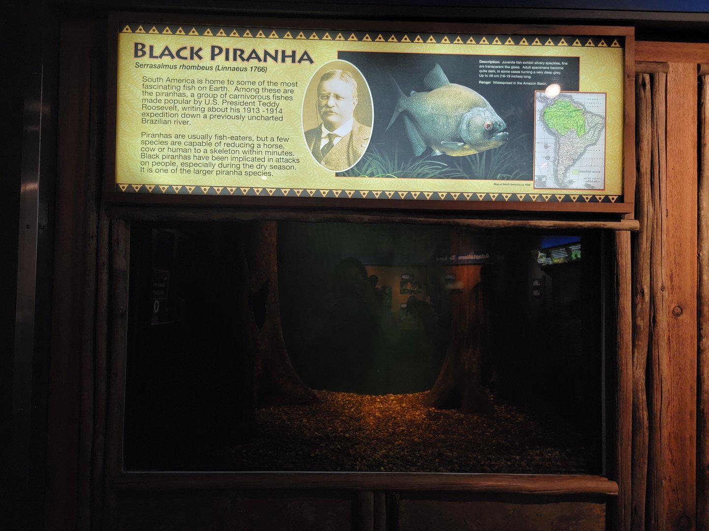 Louisville 5/22 - Herpaquarium, black piranha