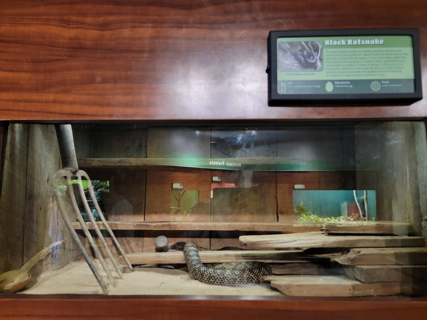 Louisville 5/22 - Herpaquarium, black rat snake