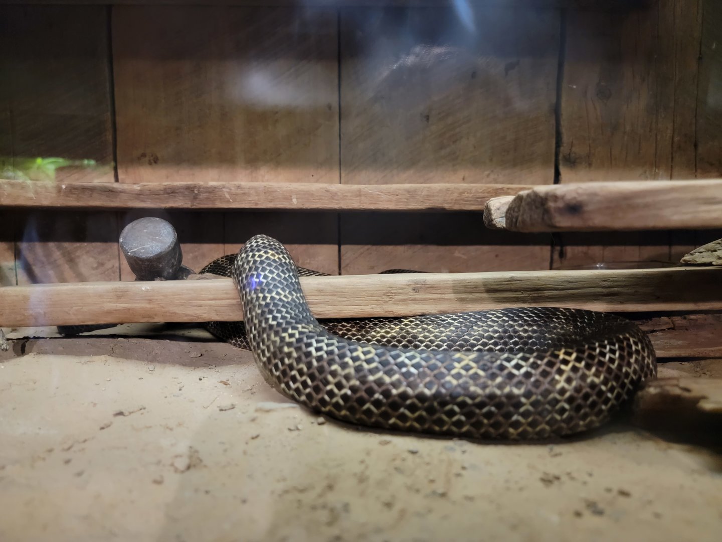 Louisville 5/22 - Herpaquarium, black rat snake