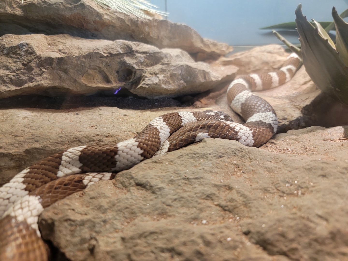 Louisville 5/22 - Herpaquarium, California kingsnake