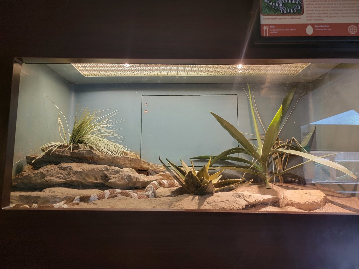 Louisville 5/22 - Herpaquarium, California kingsnake