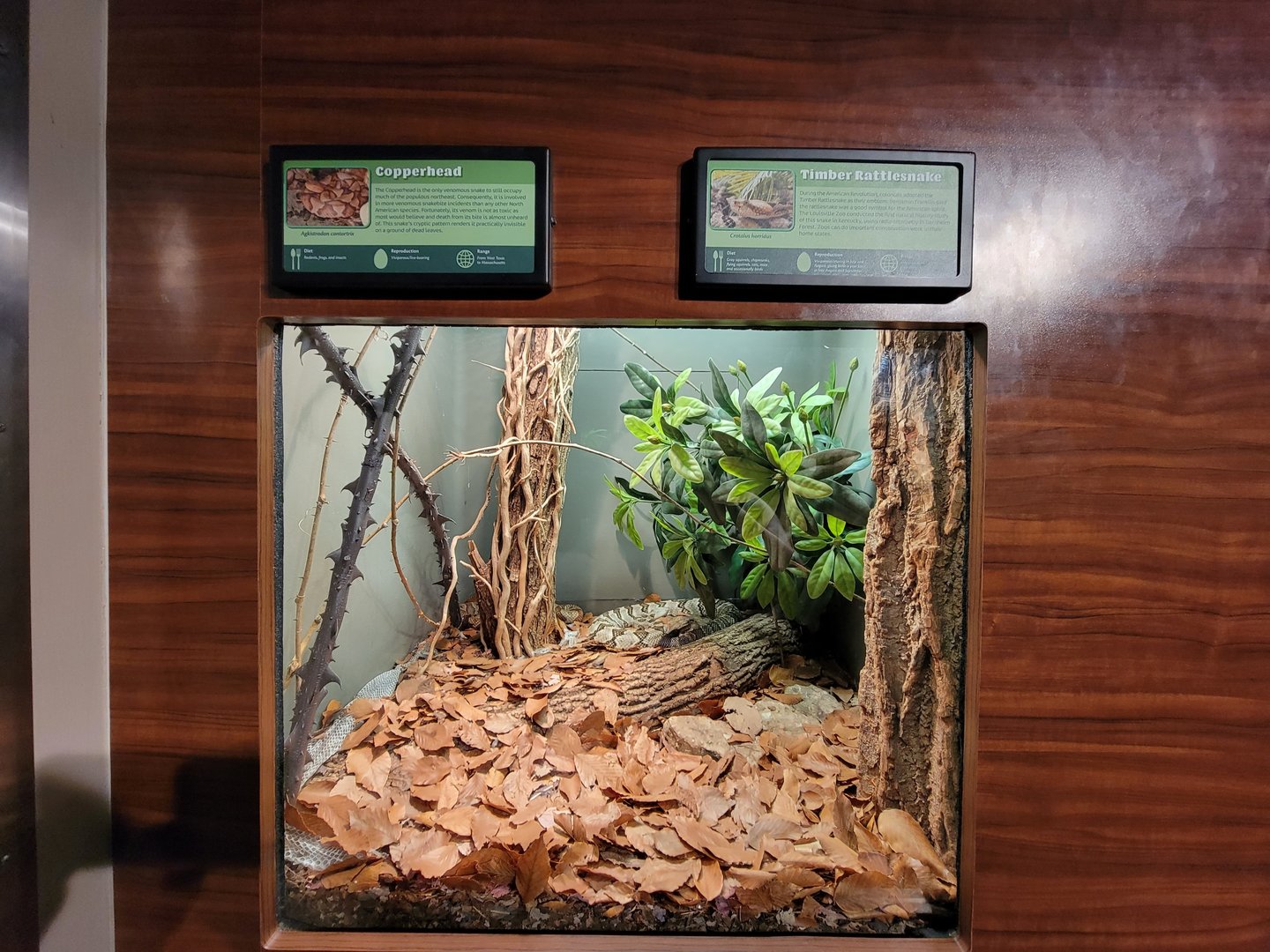 Louisville 5/22 - Herpaquarium, copperhead, timber rattlesnake