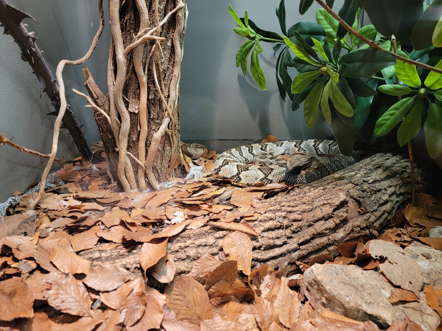 Louisville 5/22 - Herpaquarium, copperhead, timber rattlesnake