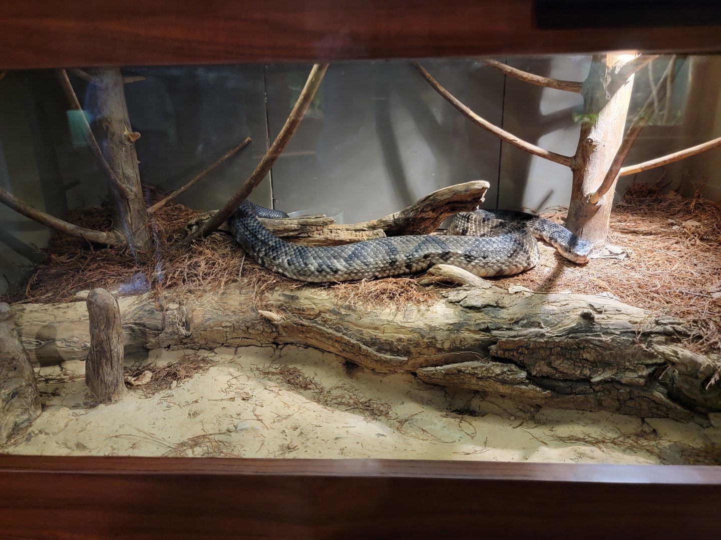 Louisville 5/22 - Herpaquarium, cottonmouth