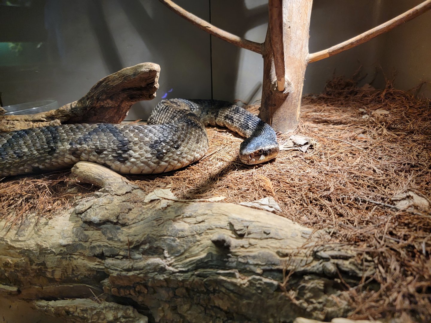 Louisville 5/22 - Herpaquarium, cottonmouth