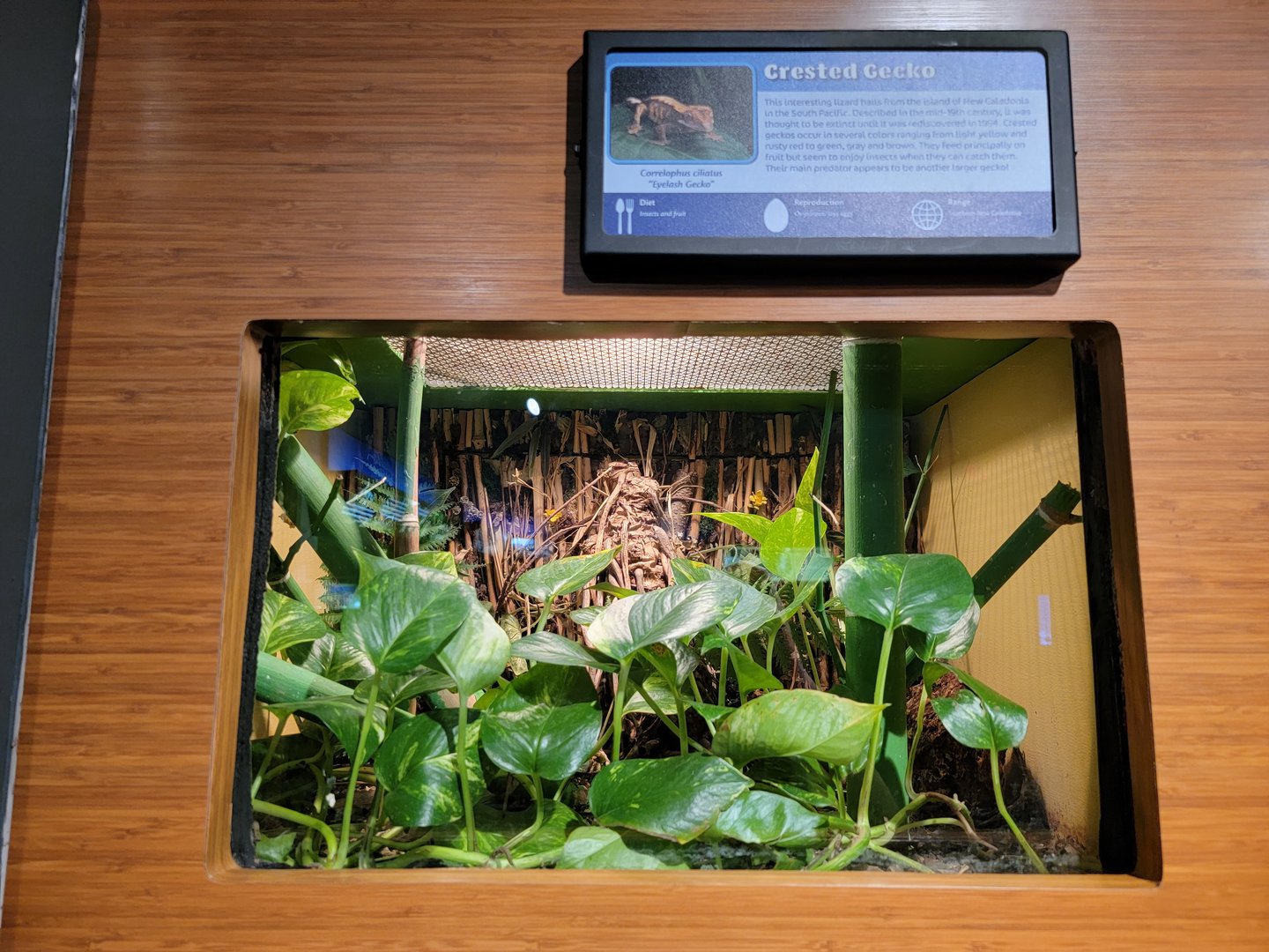 Louisville 5/22 - Herpaquarium, crested gecko