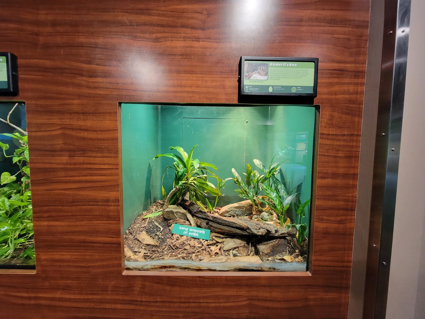 Louisville 5/22 - Herpaquarium, Dumeril's boa (off exhibit)