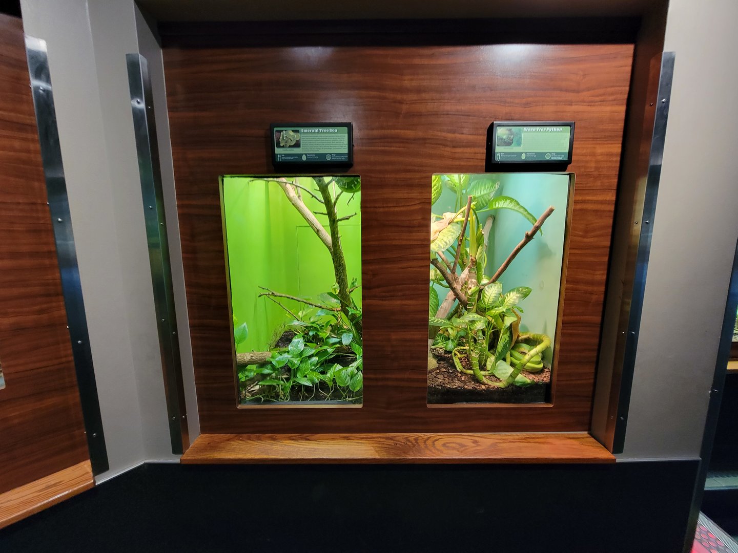 Louisville 5/22 - Herpaquarium, emerald tree boa / green tree python