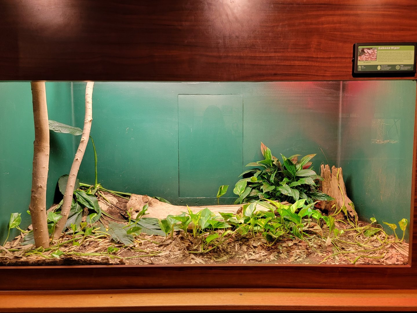Louisville 5/22 - Herpaquarium, gaboon viper
