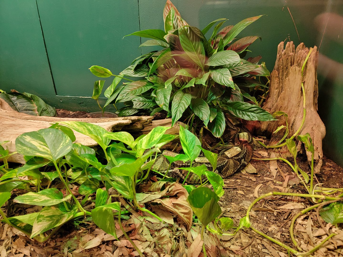 Louisville 5/22 - Herpaquarium, gaboon viper