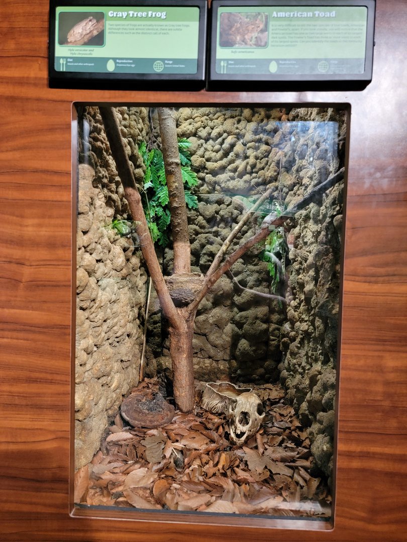 Louisville 5/22 - Herpaquarium, gray tree frog, American toad