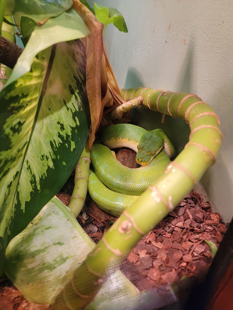 Louisville 5/22 - Herpaquarium, green tree python blending in