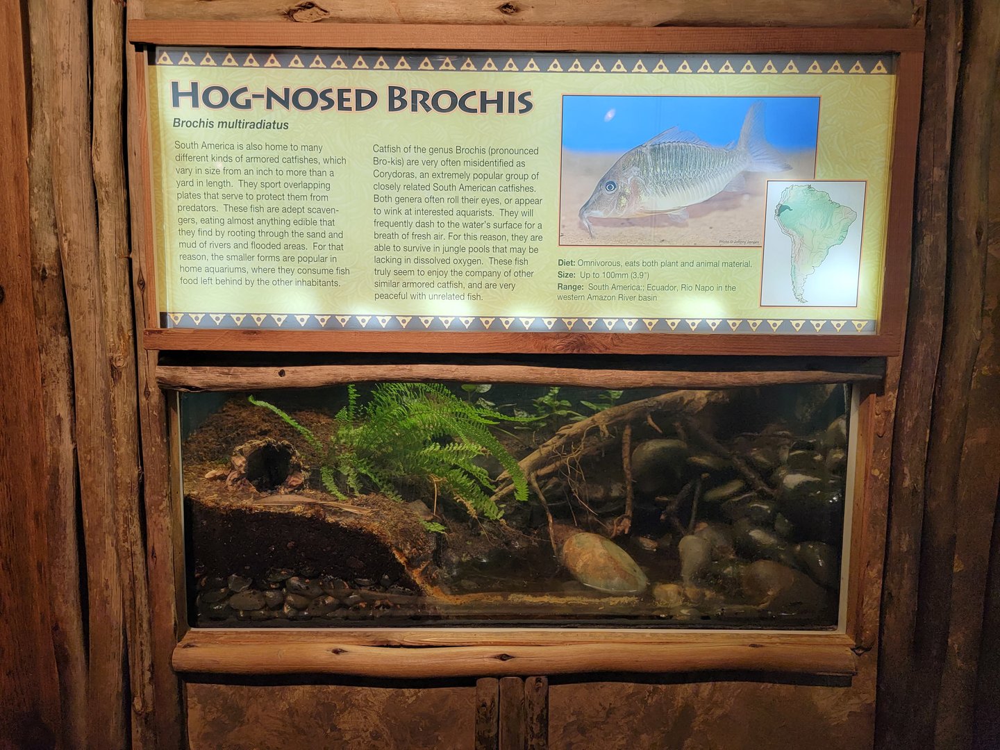 Louisville 5/22 - Herpaquarium, hog-nosed brochis