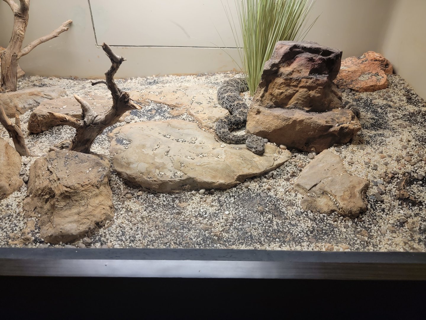 Louisville 5/22 - Herpaquarium, ID? I don't seem to have a sign photo for this one, oops