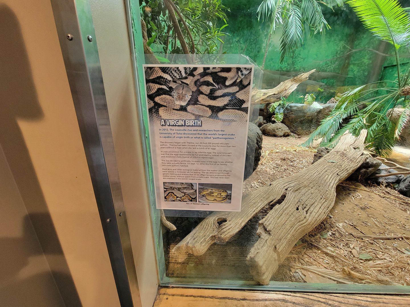 Louisville 5/22 - Herpaquarium, info about the first reticulated python parthenogenisis, which happened at the zoo