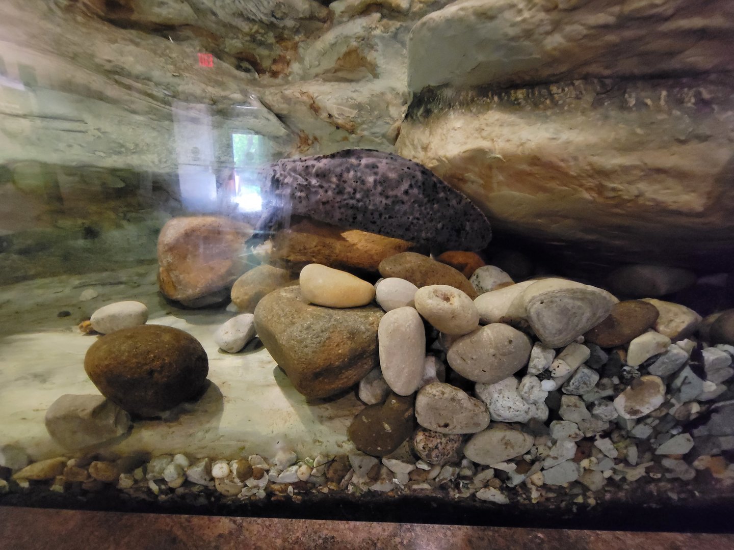 Louisville 5/22 - Herpaquarium, Kentucky freshwater, hellbender