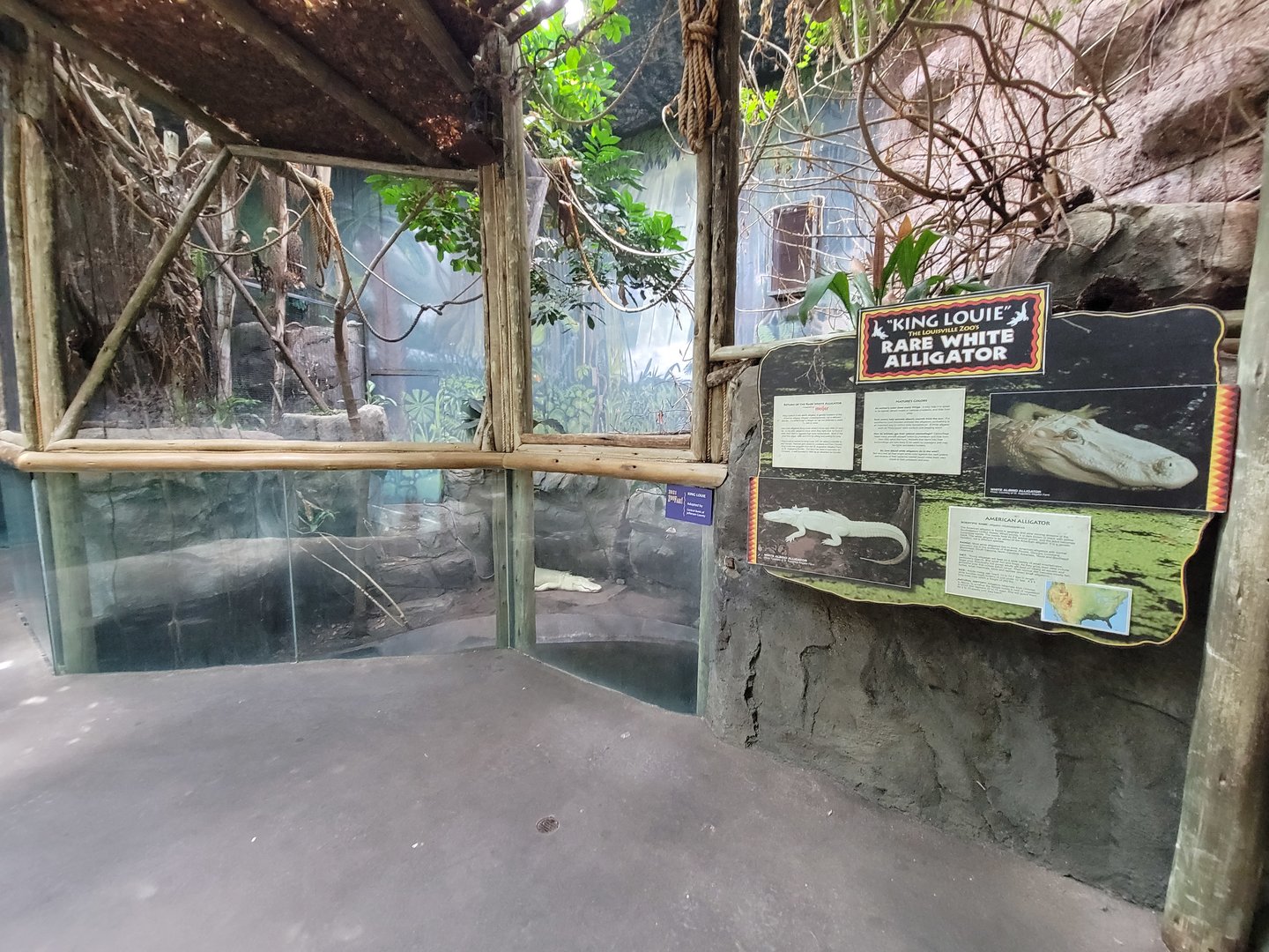 Louisville 5/22 - Herpaquarium, "King Louie the rare white alligator"