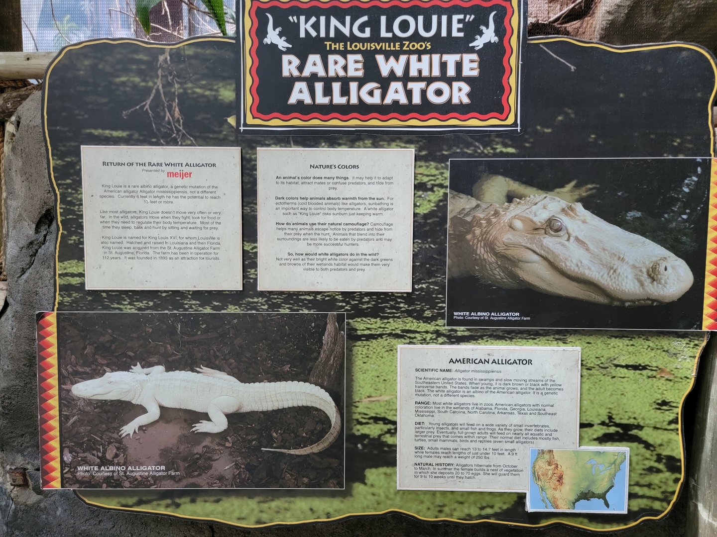 Louisville 5/22 - Herpaquarium, "King Louie the rare white alligator"