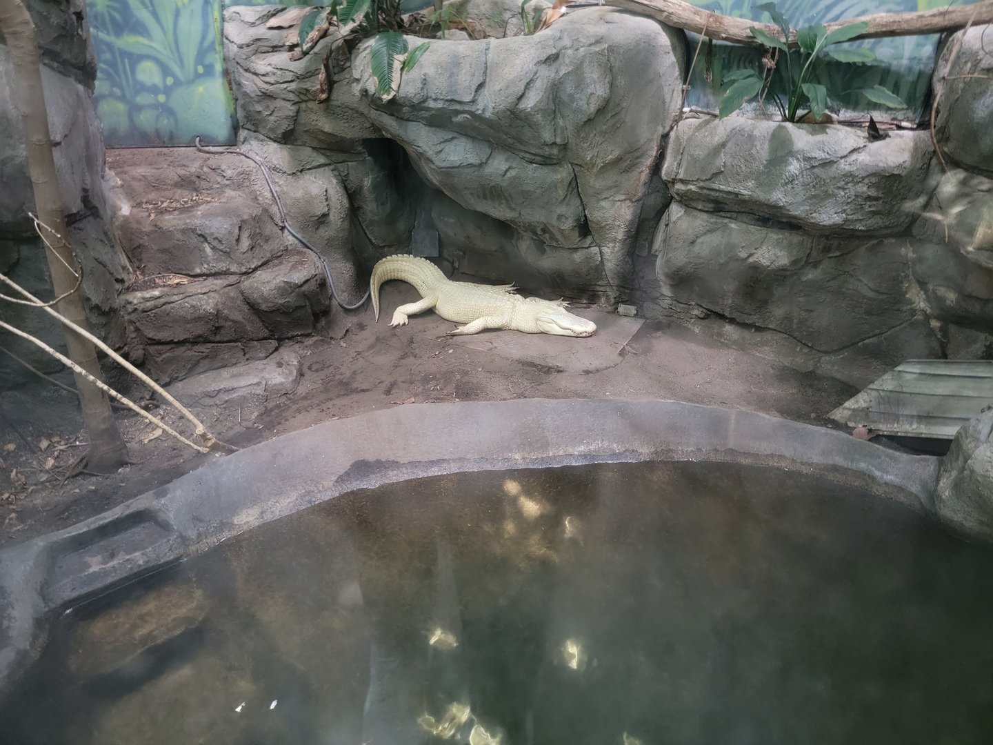 Louisville 5/22 - Herpaquarium, "King Louie the rare white alligator"