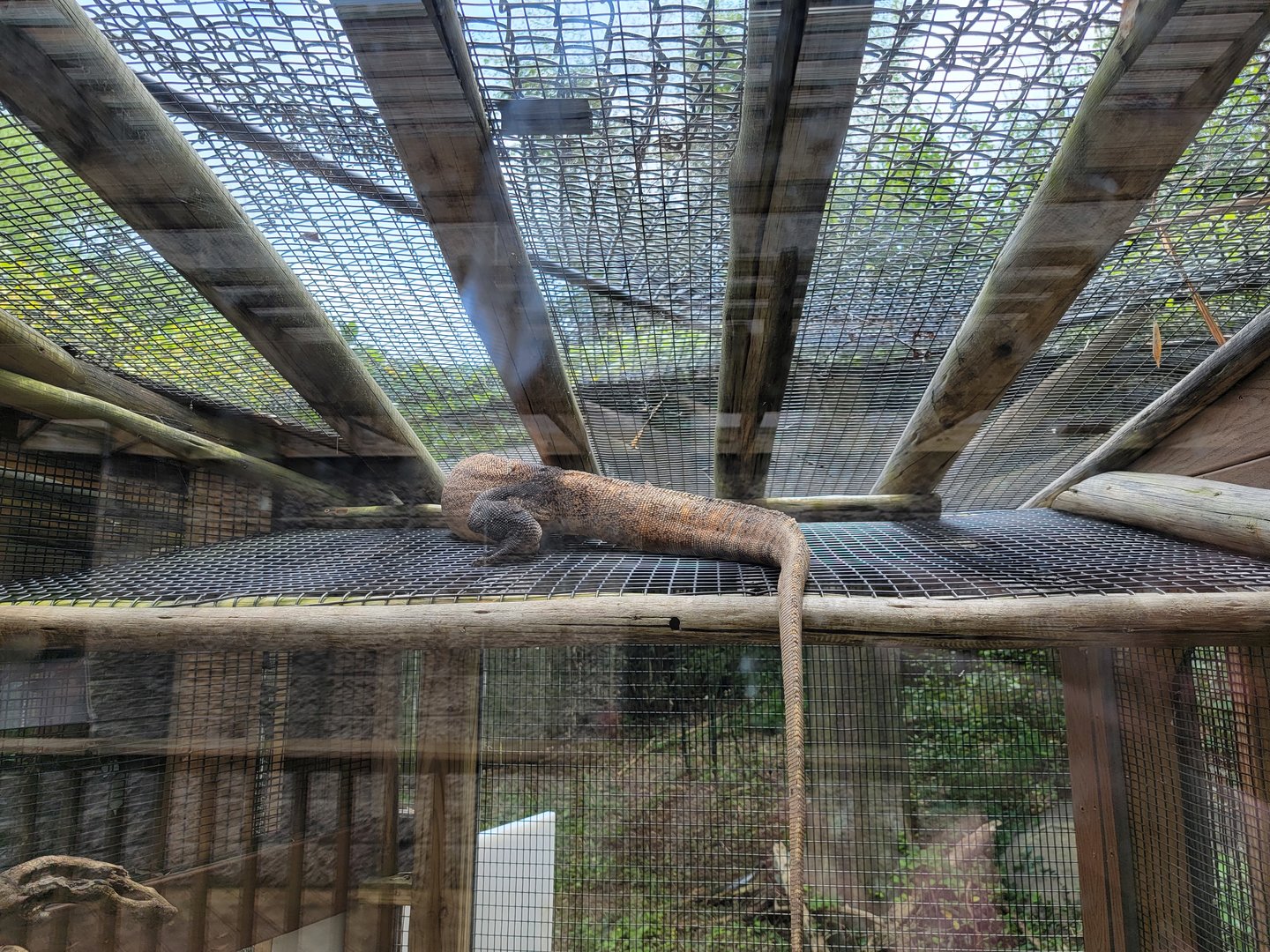 Louisville 5/22 - Herpaquarium, Komodo dragon