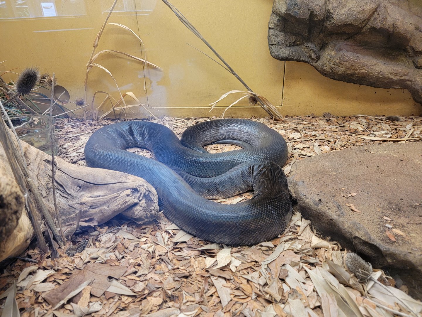 Louisville 5/22 - Herpaquarium, Macklot's python