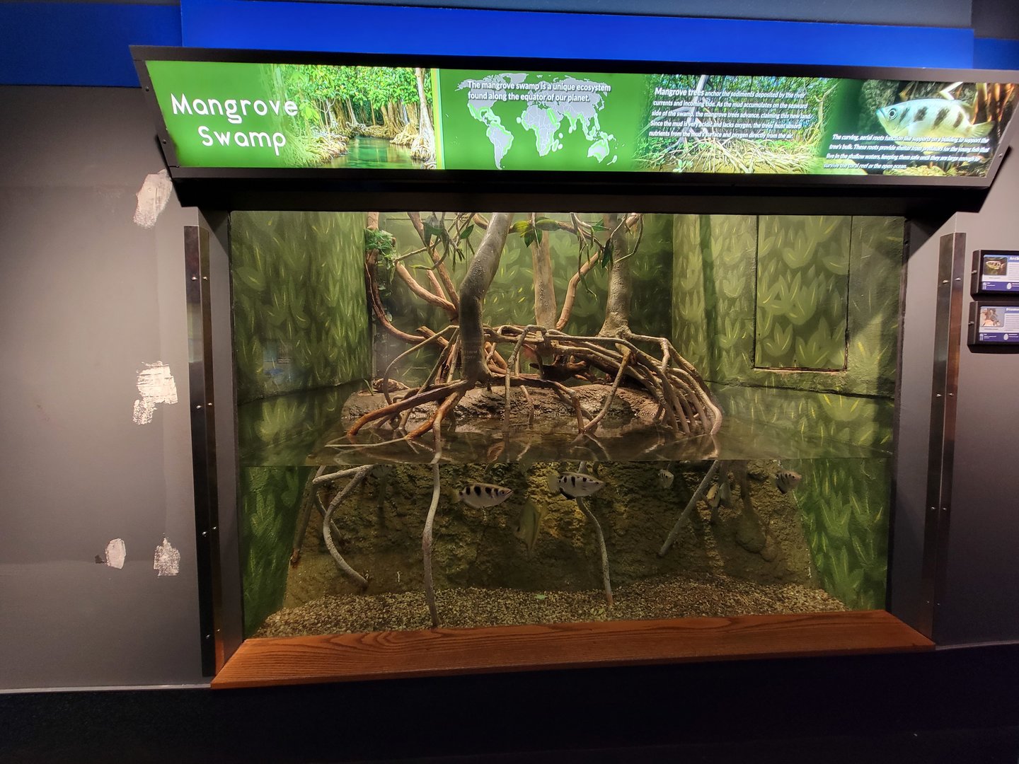 Louisville 5/22 - Herpaquarium, Mangrove swamp, archerfish and diamondback terrapin