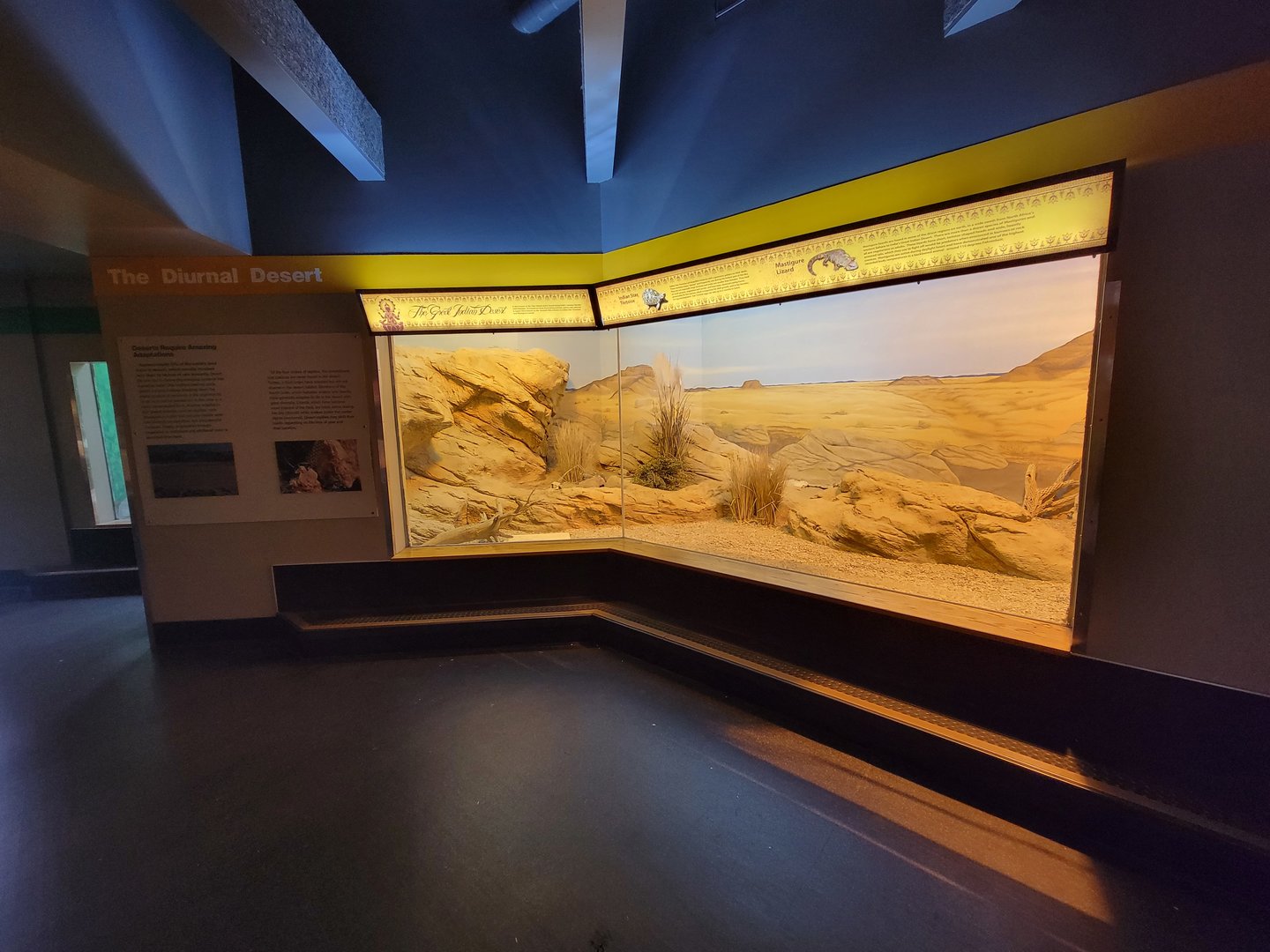 Louisville 5/22 - Herpaquarium, Mastigure lizard and Indian star tortoise