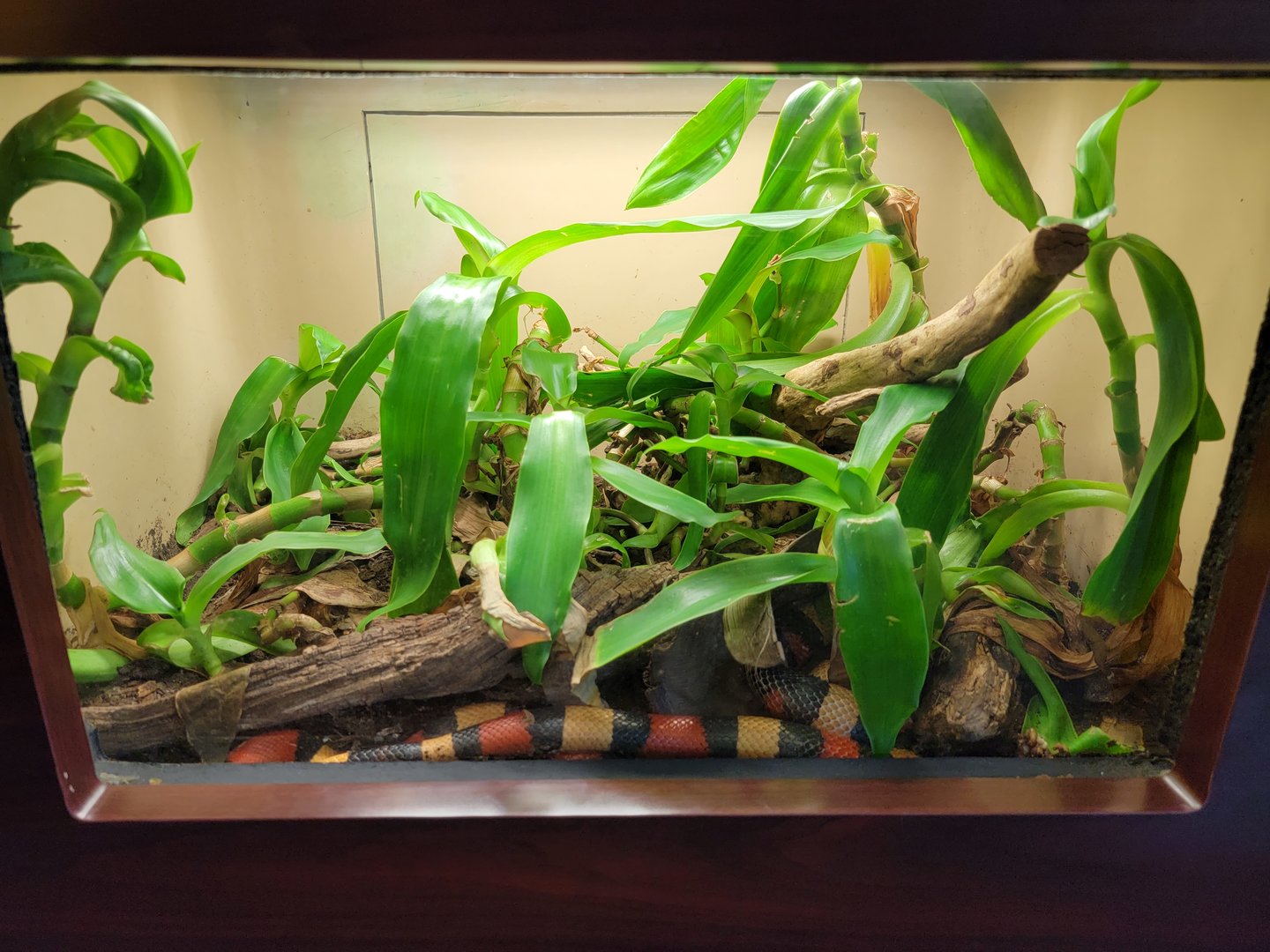 Louisville 5/22 - Herpaquarium, milk snake