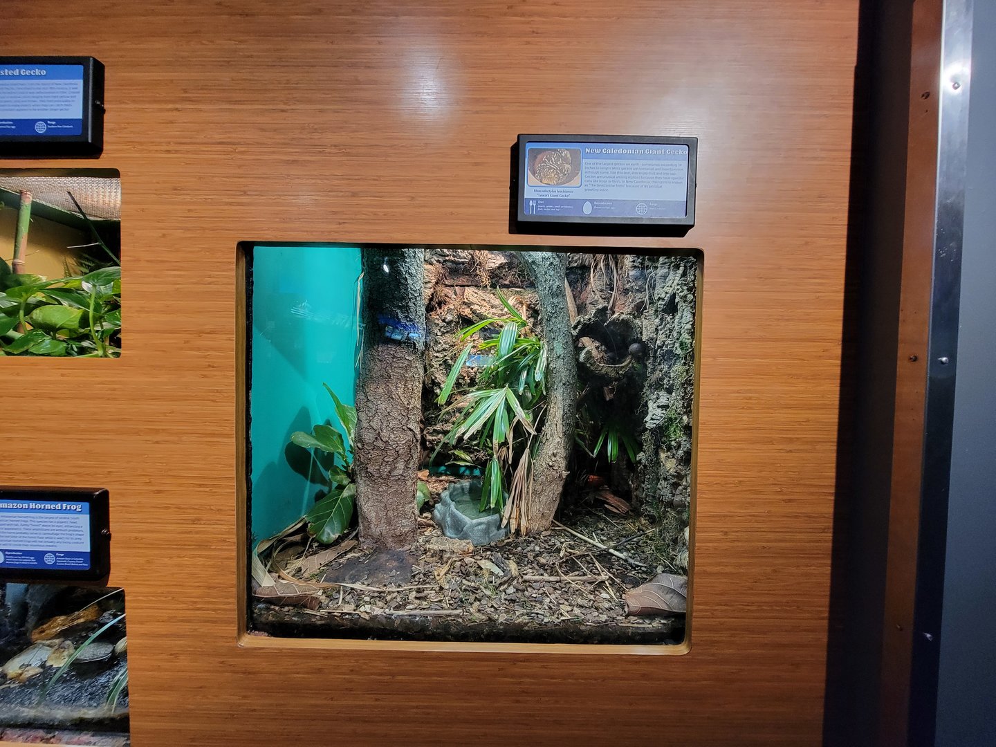 Louisville 5/22 - Herpaquarium, new Caledonian giant gecko