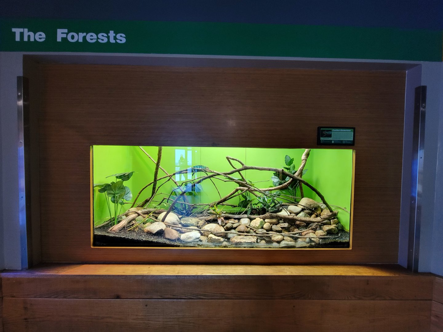 Louisville 5/22 - Herpaquarium, panther chameleon