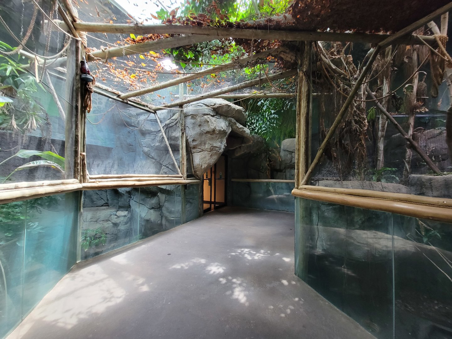 Louisville 5/22 - Herpaquarium, path past American alligator