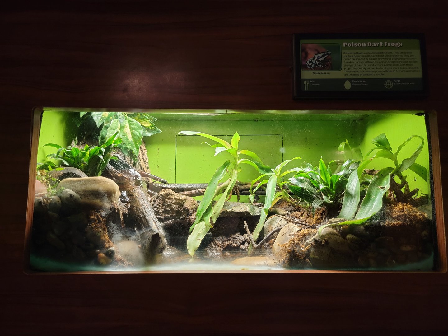 Louisville 5/22 - Herpaquarium, poison dart frogs