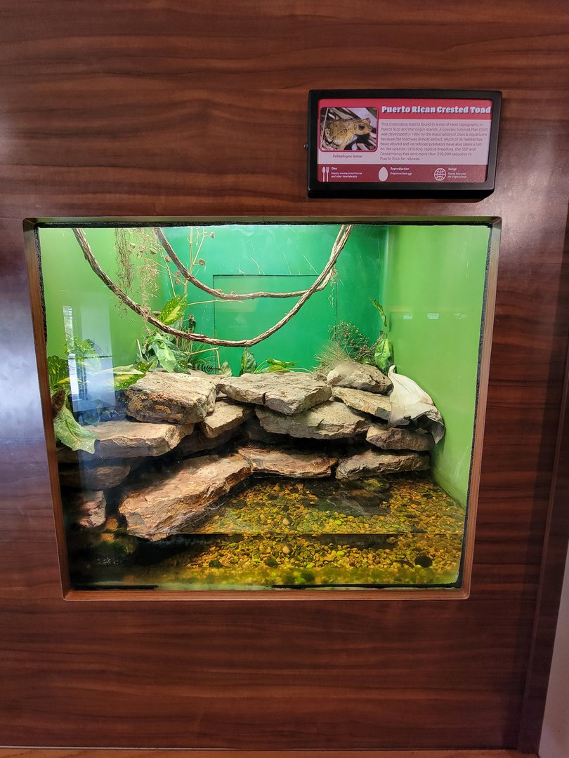 Louisville 5/22 - Herpaquarium, Puerto Rican crested toad