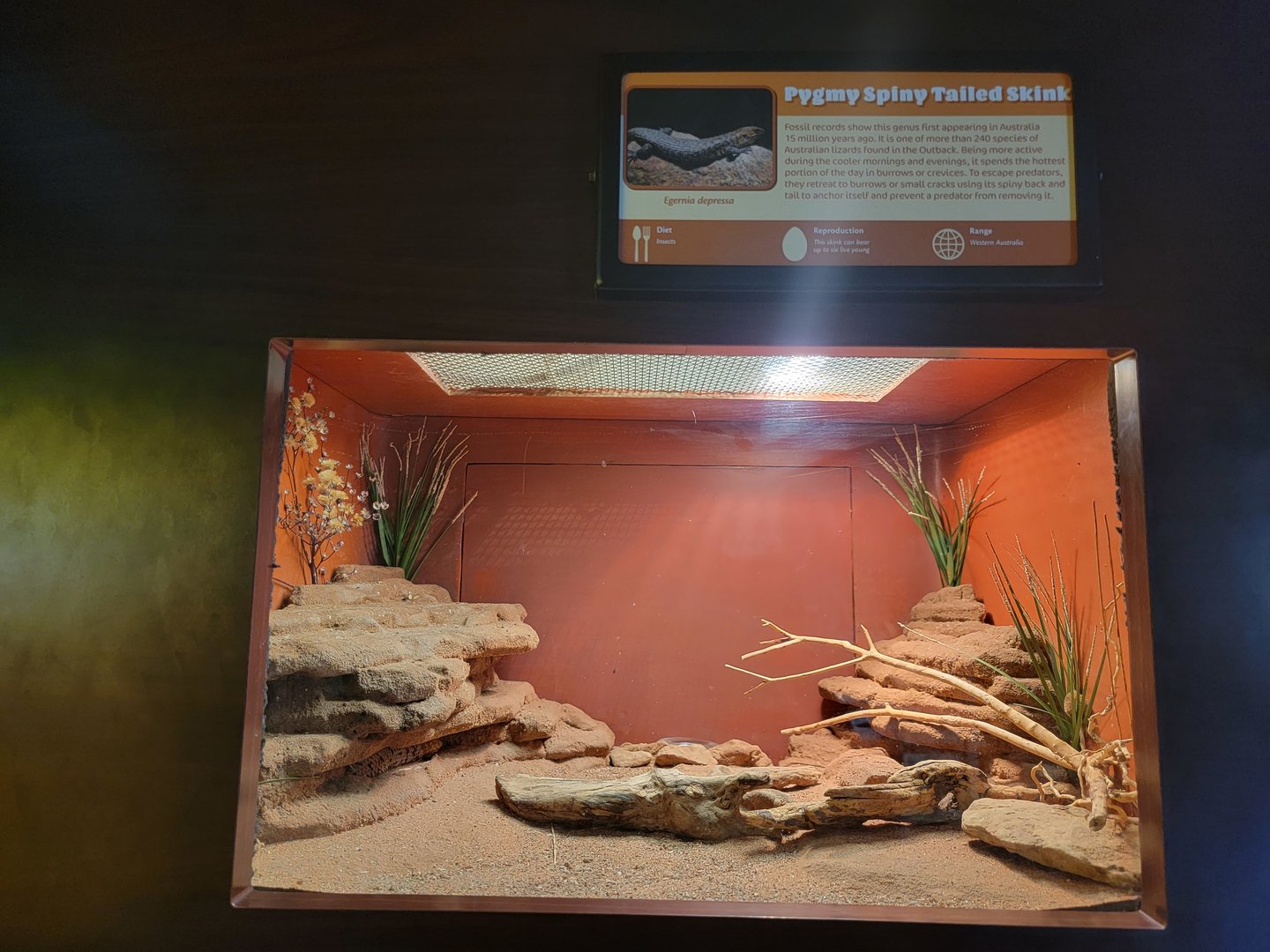 Louisville 5/22 - Herpaquarium, pygmy spiny-tailed skink